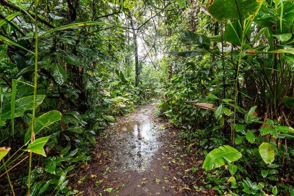 Ferienwohnung Caribbean View Tortuguero Exterior foto